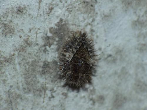 Réf. 310 814 : Chilocorus bipustulatus